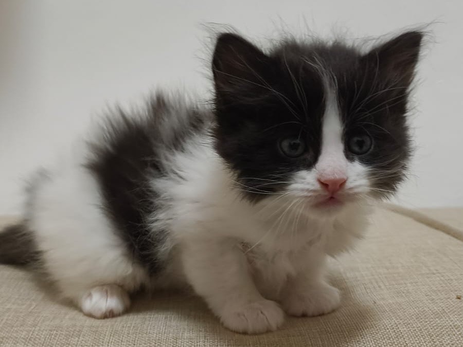 Adotta il gatto Thor  a Bari