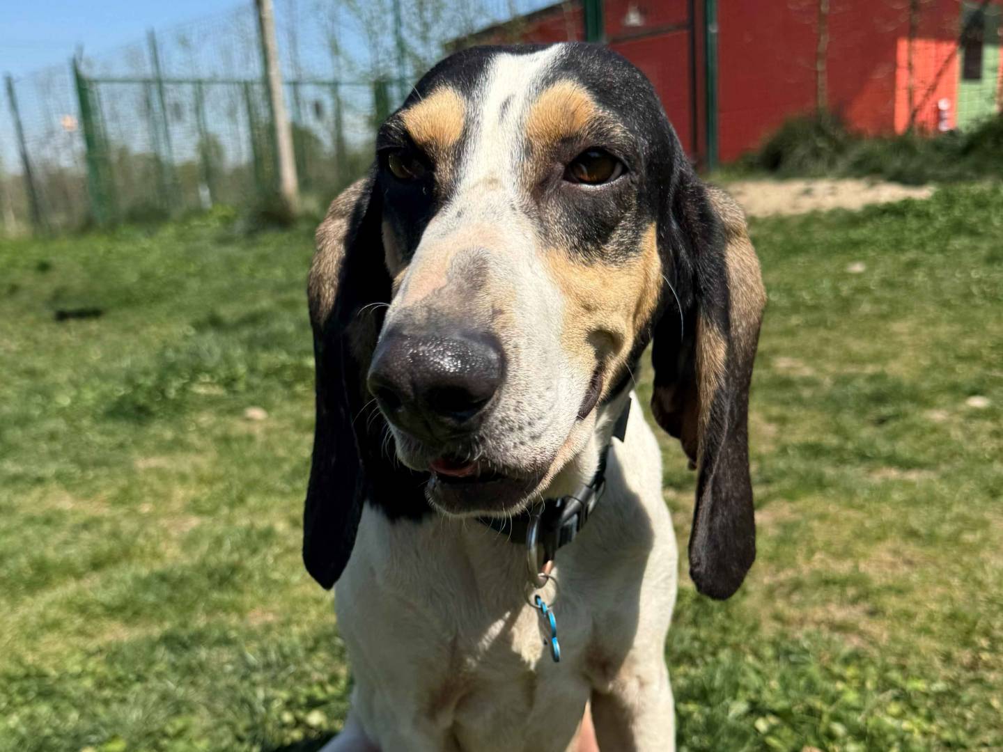 Adozione cane, femmina, Segugio Segugio, 6 anni e 1 mese, taglia media, Milano