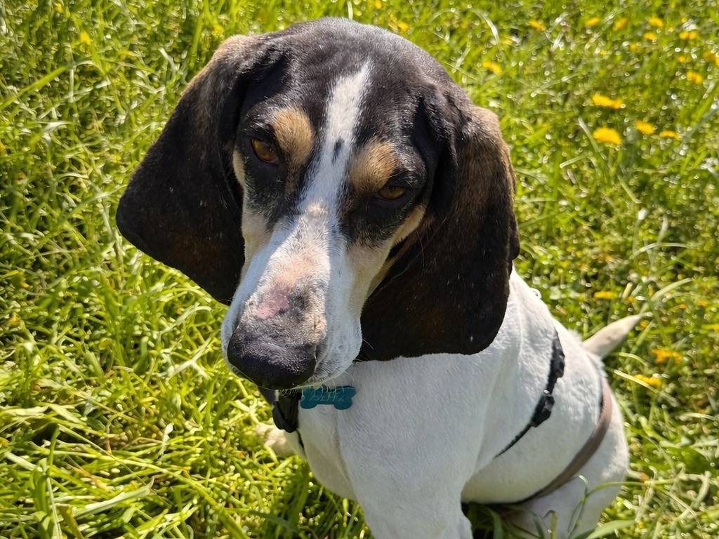 Adotta un cane, femmina, 6 anni e 1 mese, Milano