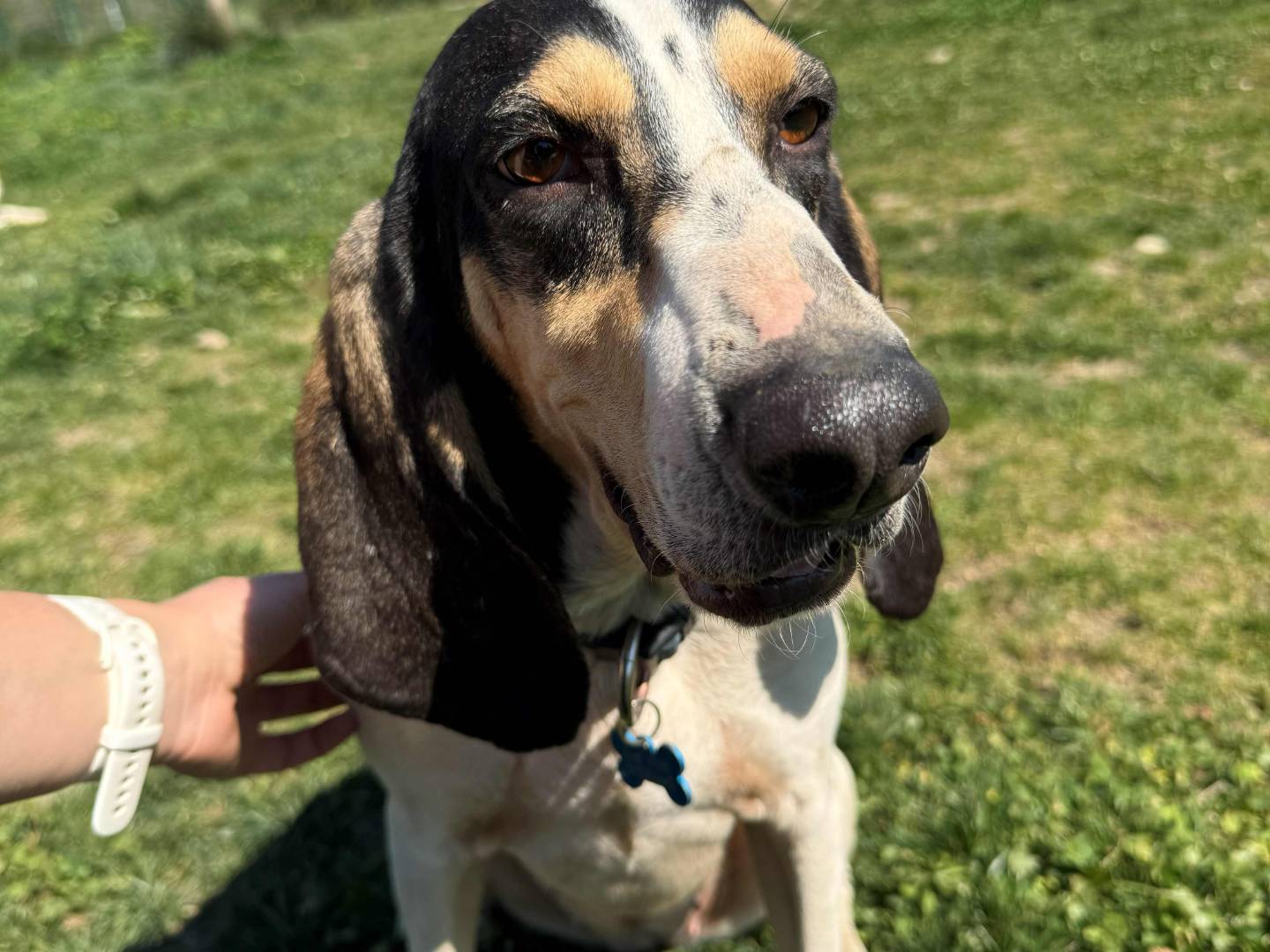 Adotta un cane, taglia media, femmina, Milano