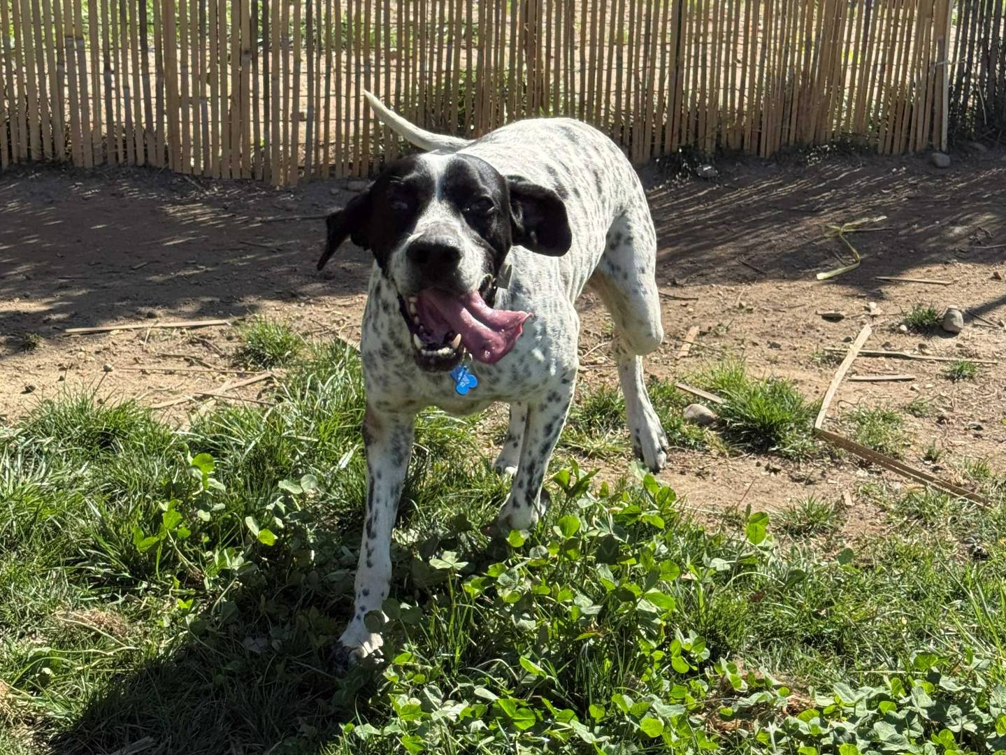 Vuoi adottare un cane a Milano?
