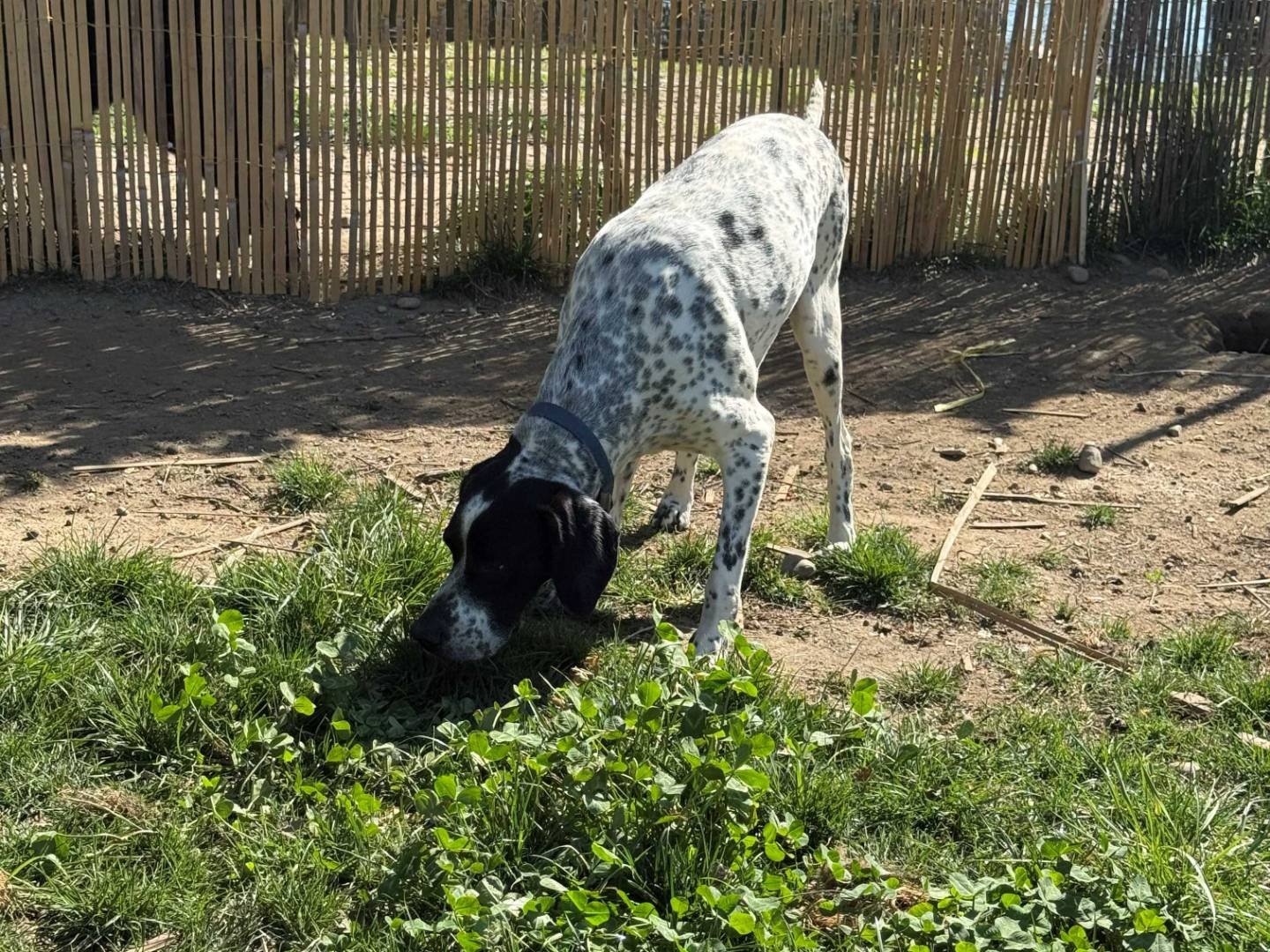 Adotta il cane Diana a Milano