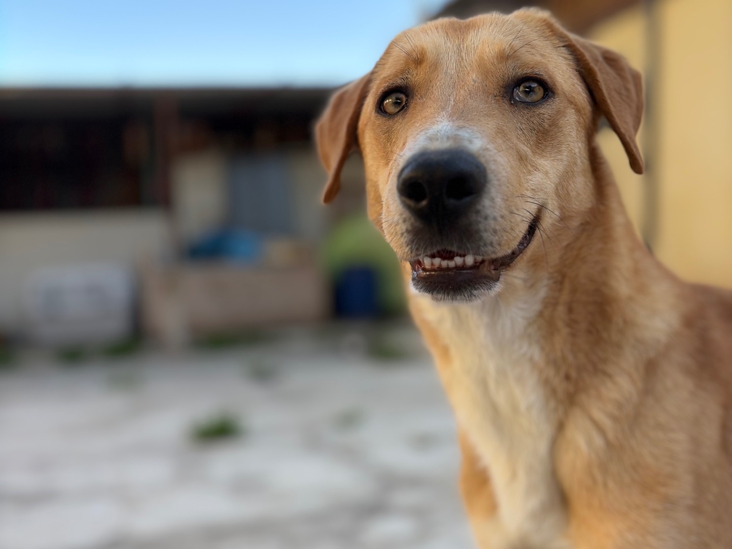 Adozione cane, femmina, Razza sconosciuta Razza sconosciuta, 1 anno e 5 mesi, taglia media, Milano