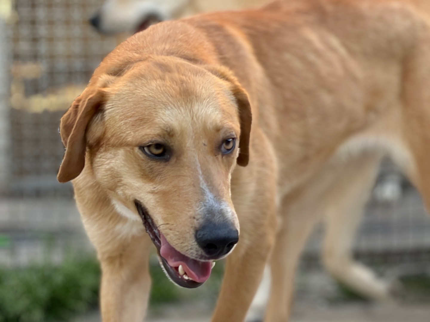 Adotta un cane, femmina, 1 anno e 5 mesi, Milano