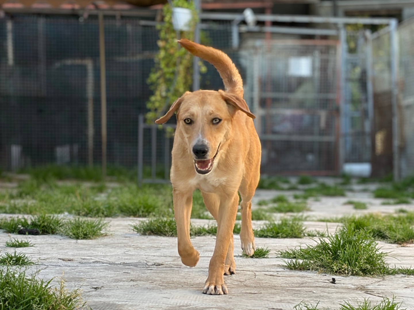Vuoi adottare un cane a Milano?