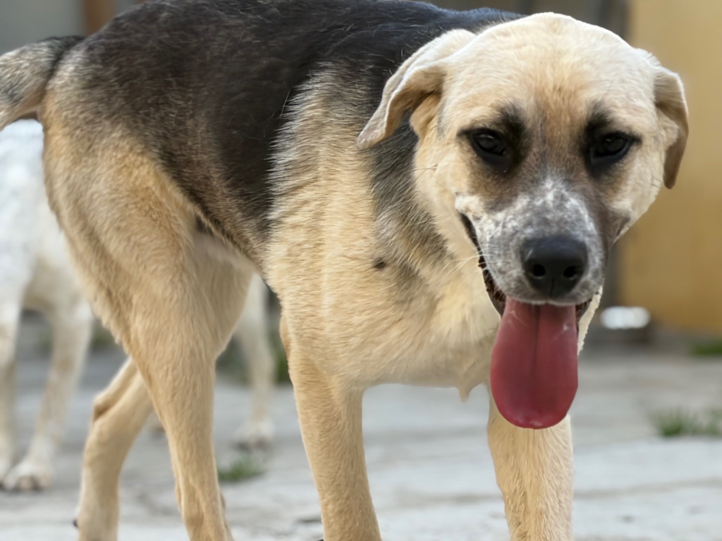Adotta un cane, maschio, 1 anno e 1 mese, Milano
