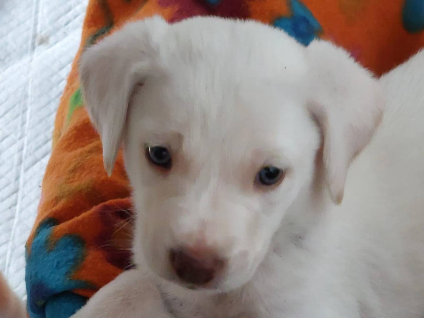 Adotta un cane, femmina, 2 mesi, Alessandria