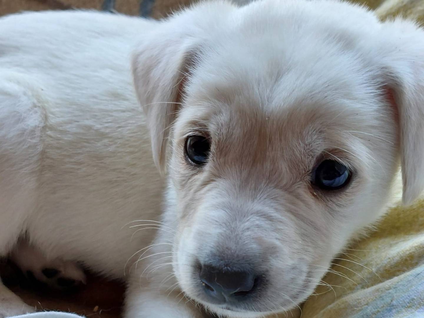 Adotta un cane, taglia media, femmina, Alessandria