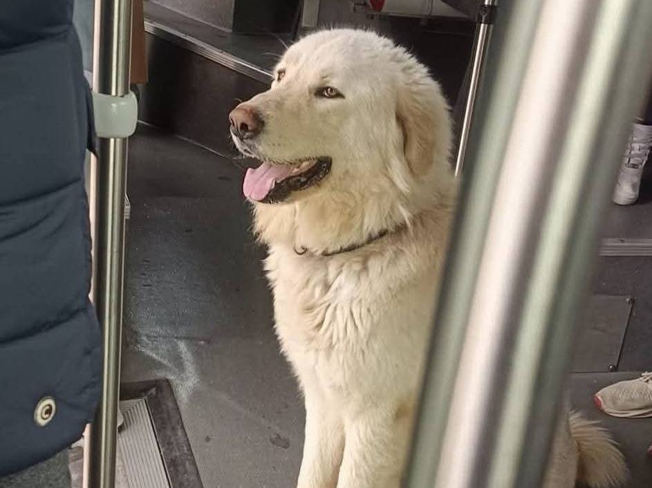 Adozione cane, maschio, Pastore maremmano Razza sconosciuta, 2 anni e 2 mesi, taglia gigante, Bologna