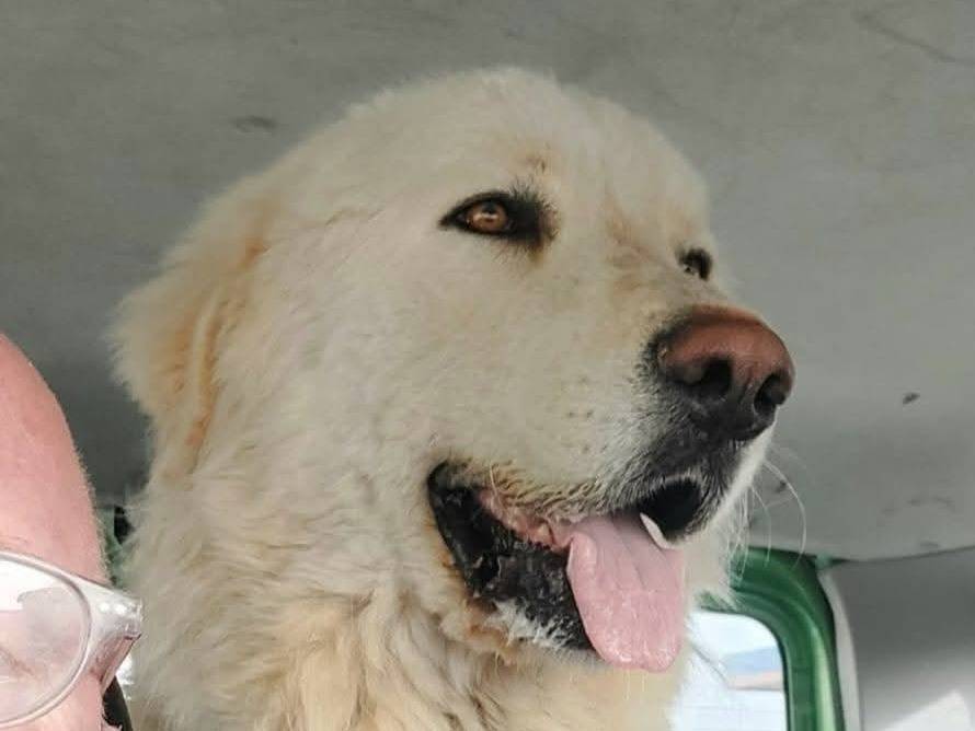 Adotta un cane, maschio, 2 anni e 2 mesi, Bologna