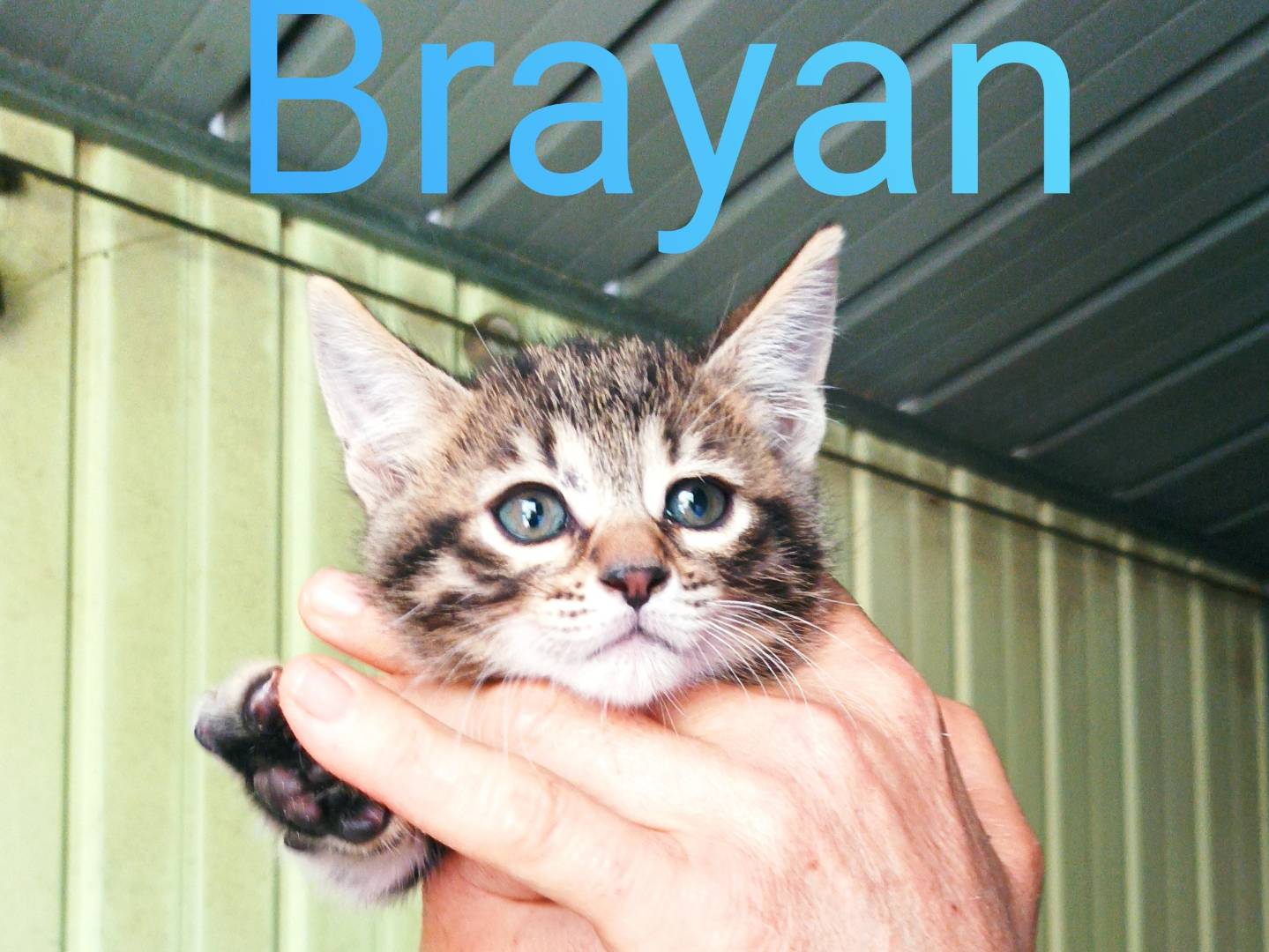 Adozione gatto, maschio, Razza sconosciuta Razza sconosciuta, 1 mesi, taglia non valida, Latina