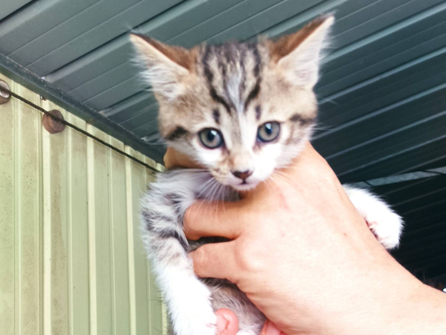 Adotta un gatto, taglia non valida, maschio, Latina