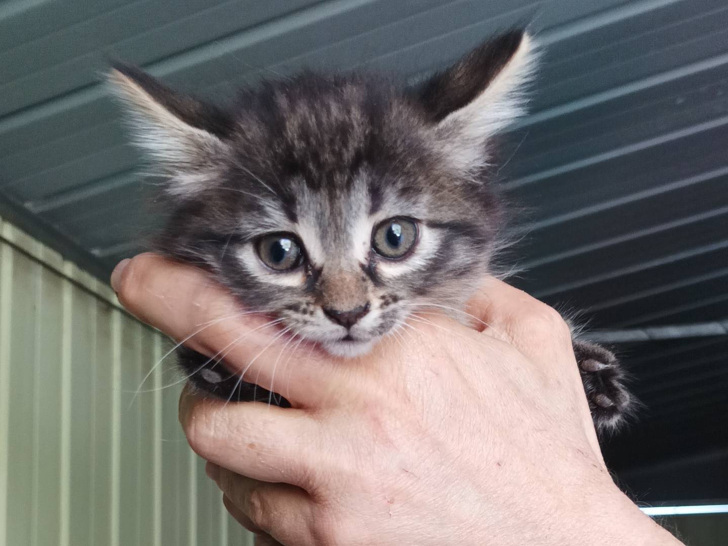 Vuoi adottare un gatto a Latina?