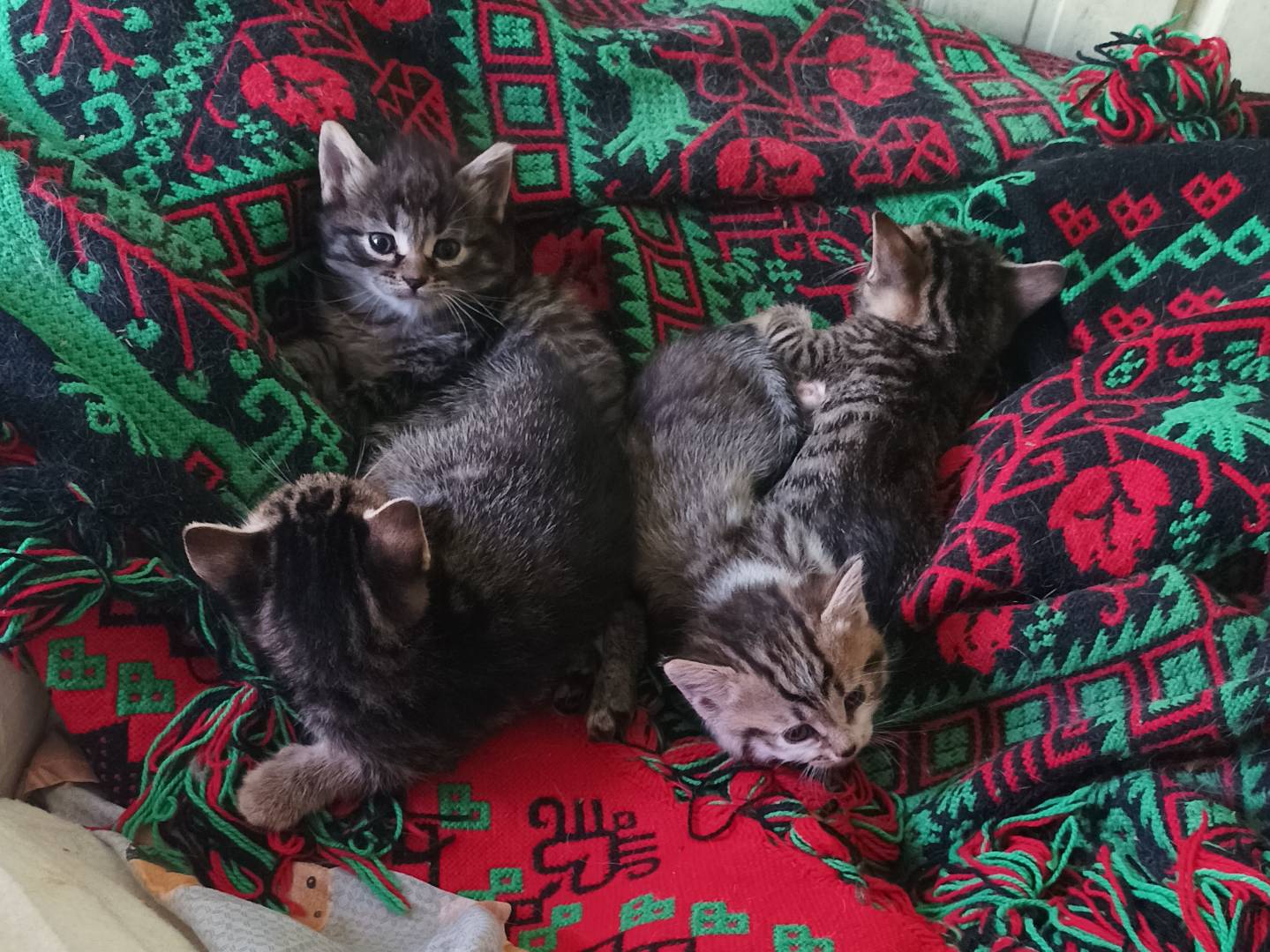 Adotta il gatto Brayan a Latina