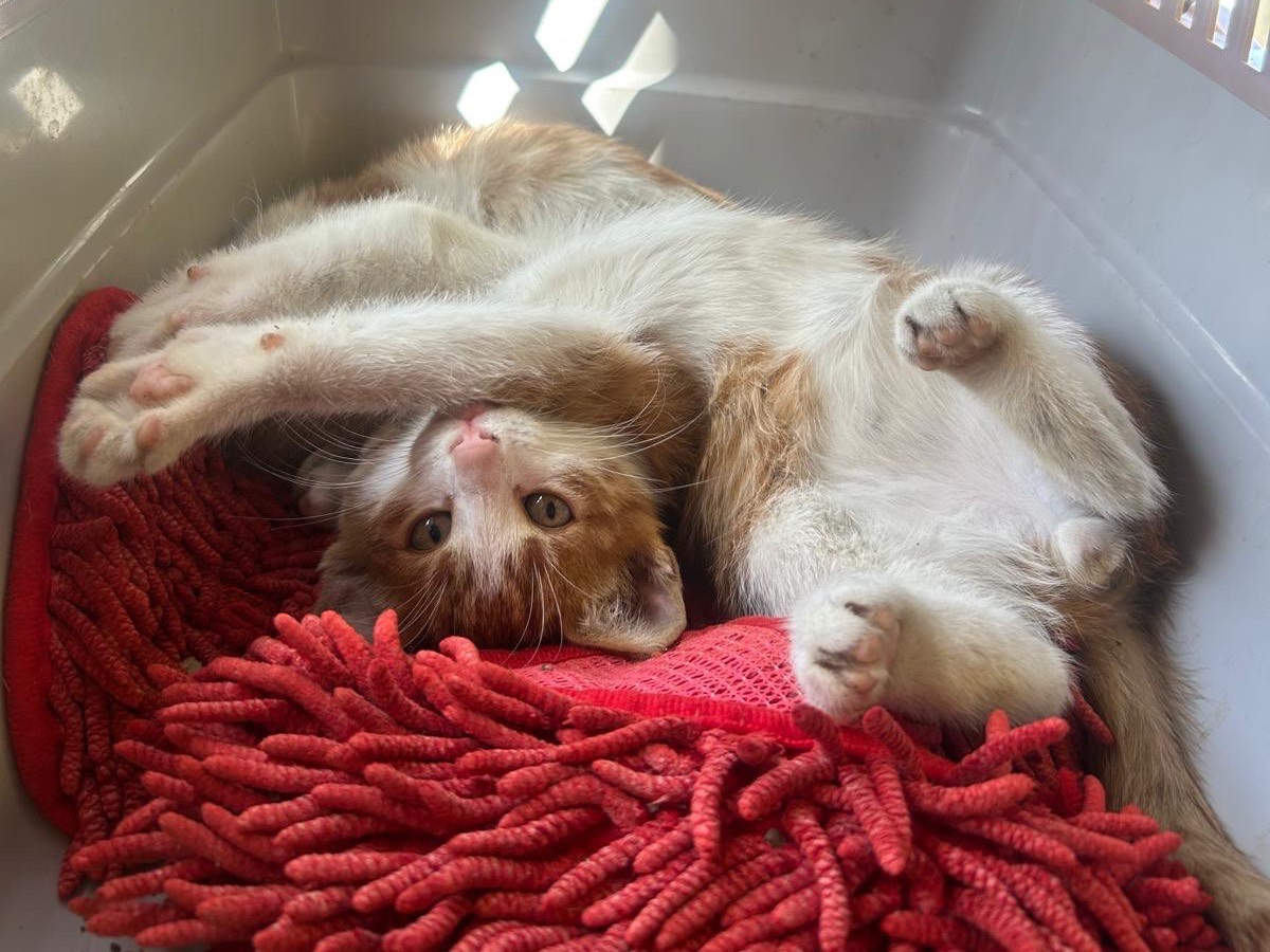 Adozione gatto, maschio, Razza sconosciuta Razza sconosciuta, 2 mesi, taglia non valida, Trapani