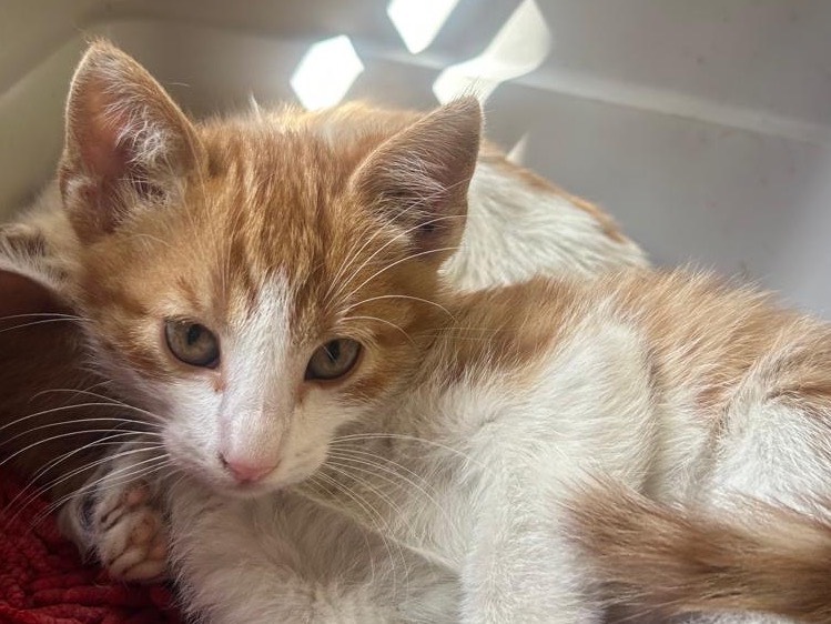 Adotta un gatto, maschio, 2 mesi, Trapani