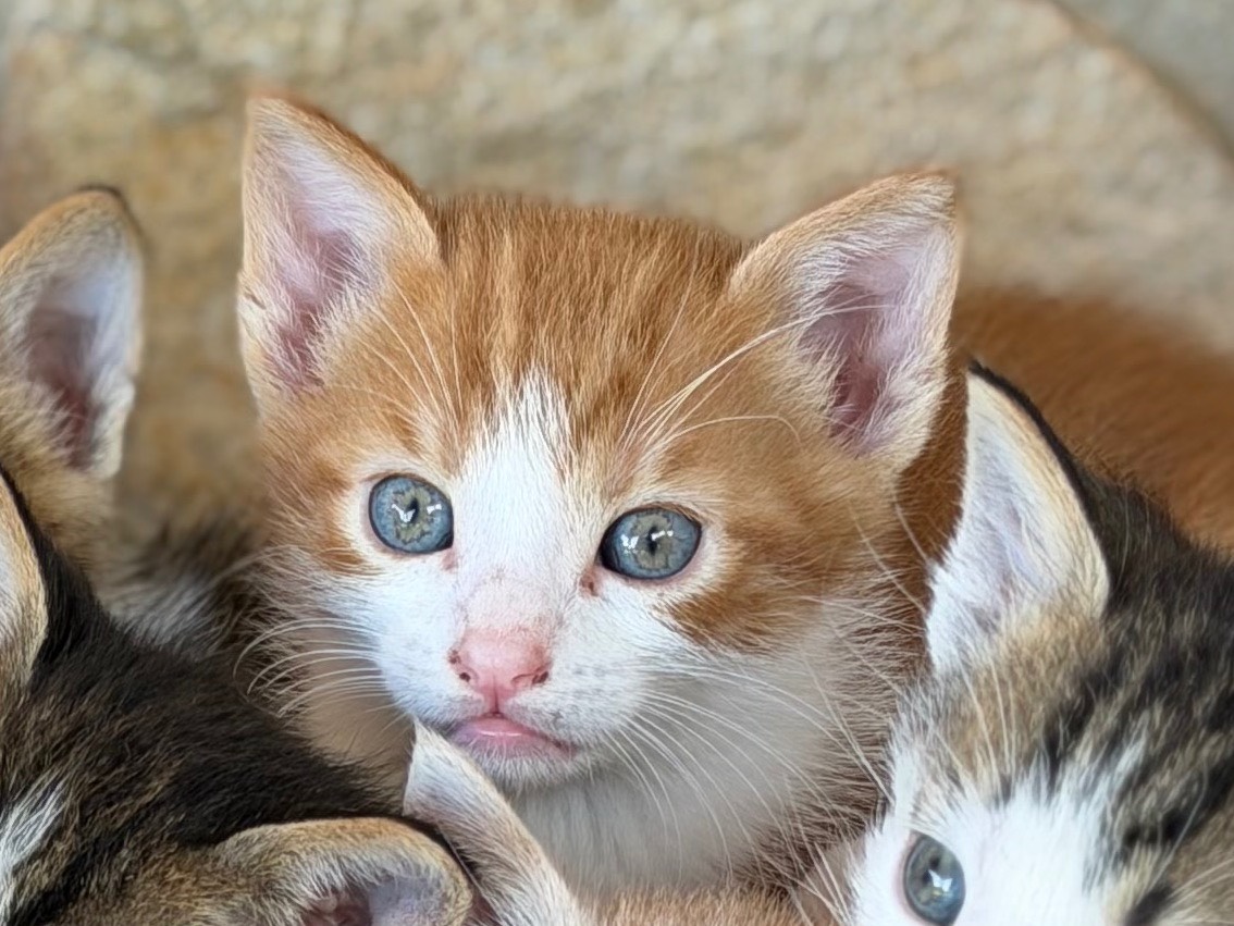 Adotta un gatto, taglia non valida, maschio, Trapani