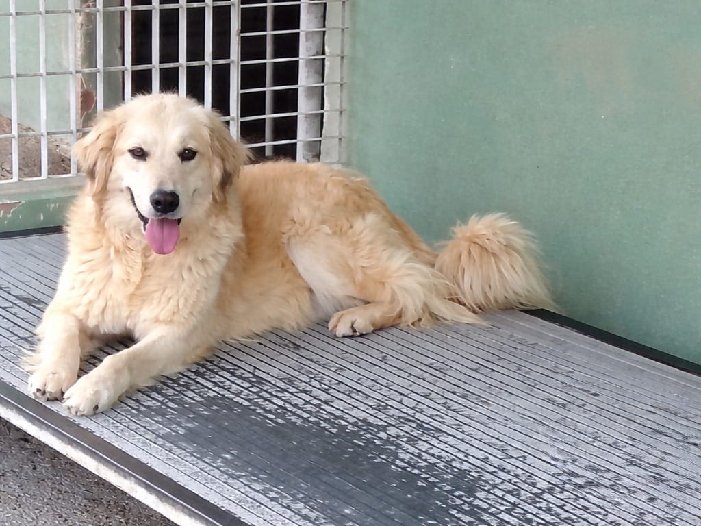 Adozione cane, femmina, Razza sconosciuta Razza sconosciuta, 2 anni e 2 mesi, taglia media, Benevento