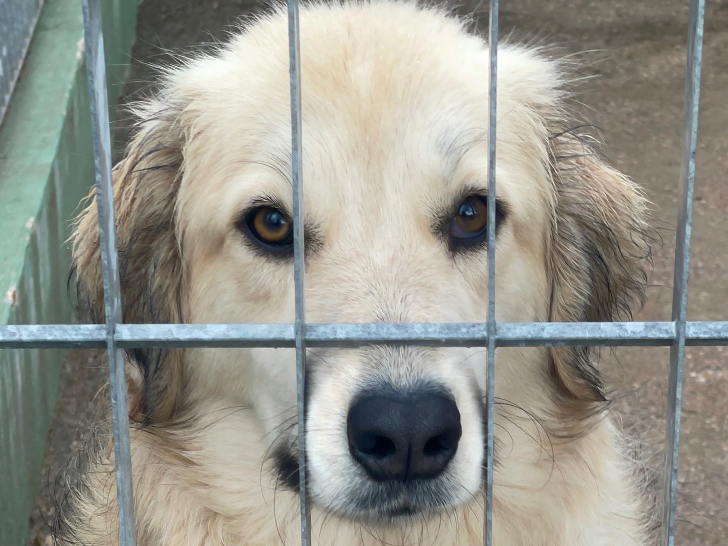 Adotta un cane, femmina, 2 anni e 2 mesi, Benevento