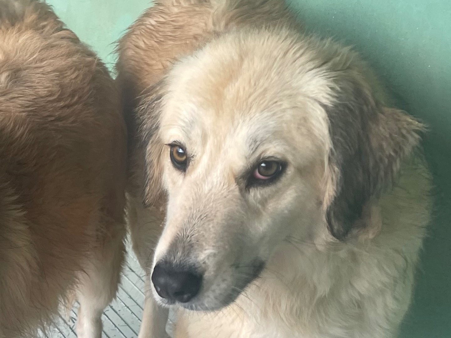 Vuoi adottare un cane a Benevento?