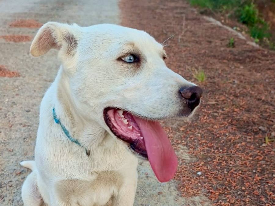 Adozione cane, maschio, Labrador Retriever Siberian Husky, 4 mesi, taglia media contenuta, Catania