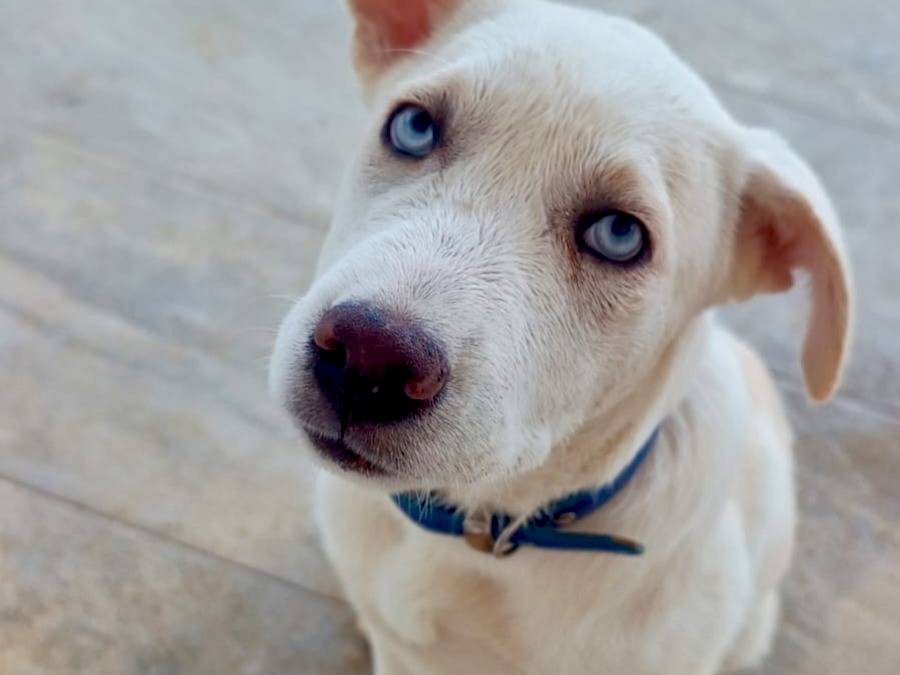 Adotta un cane, maschio, 4 mesi, Catania