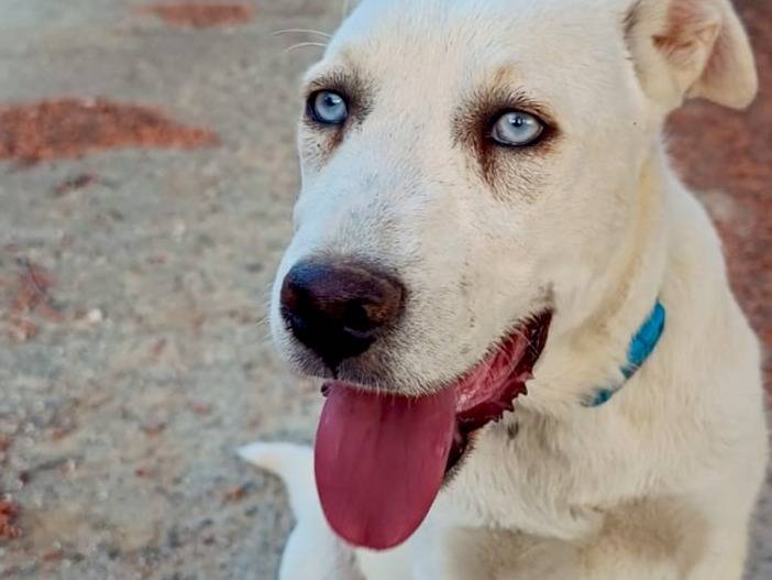 Adotta un cane, taglia media contenuta, maschio, Catania
