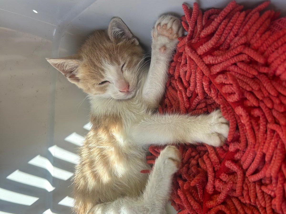 Adozione gatto, maschio, Razza sconosciuta Razza sconosciuta, 2 mesi, taglia non valida, Trapani