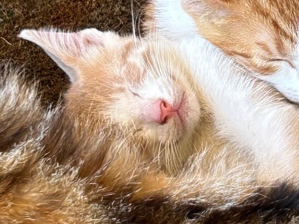 Adotta un gatto, maschio, 2 mesi, Trapani