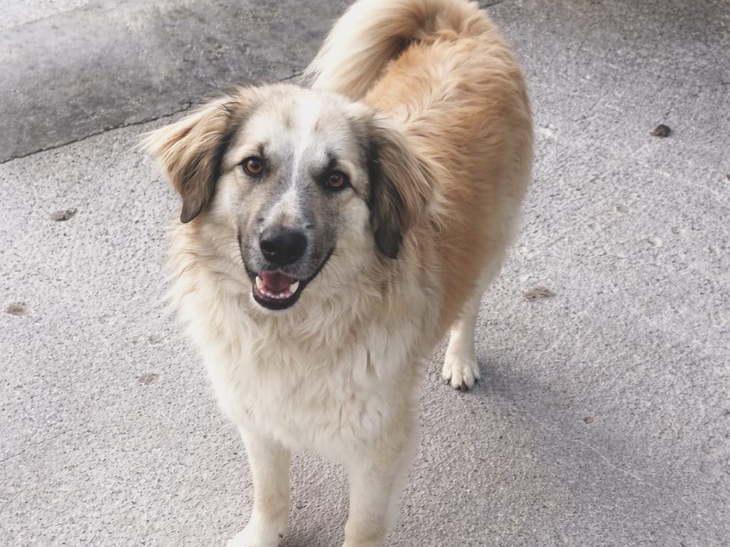 Adozione cane, femmina, Razza sconosciuta Razza sconosciuta, 2 anni e 2 mesi, taglia media, Benevento