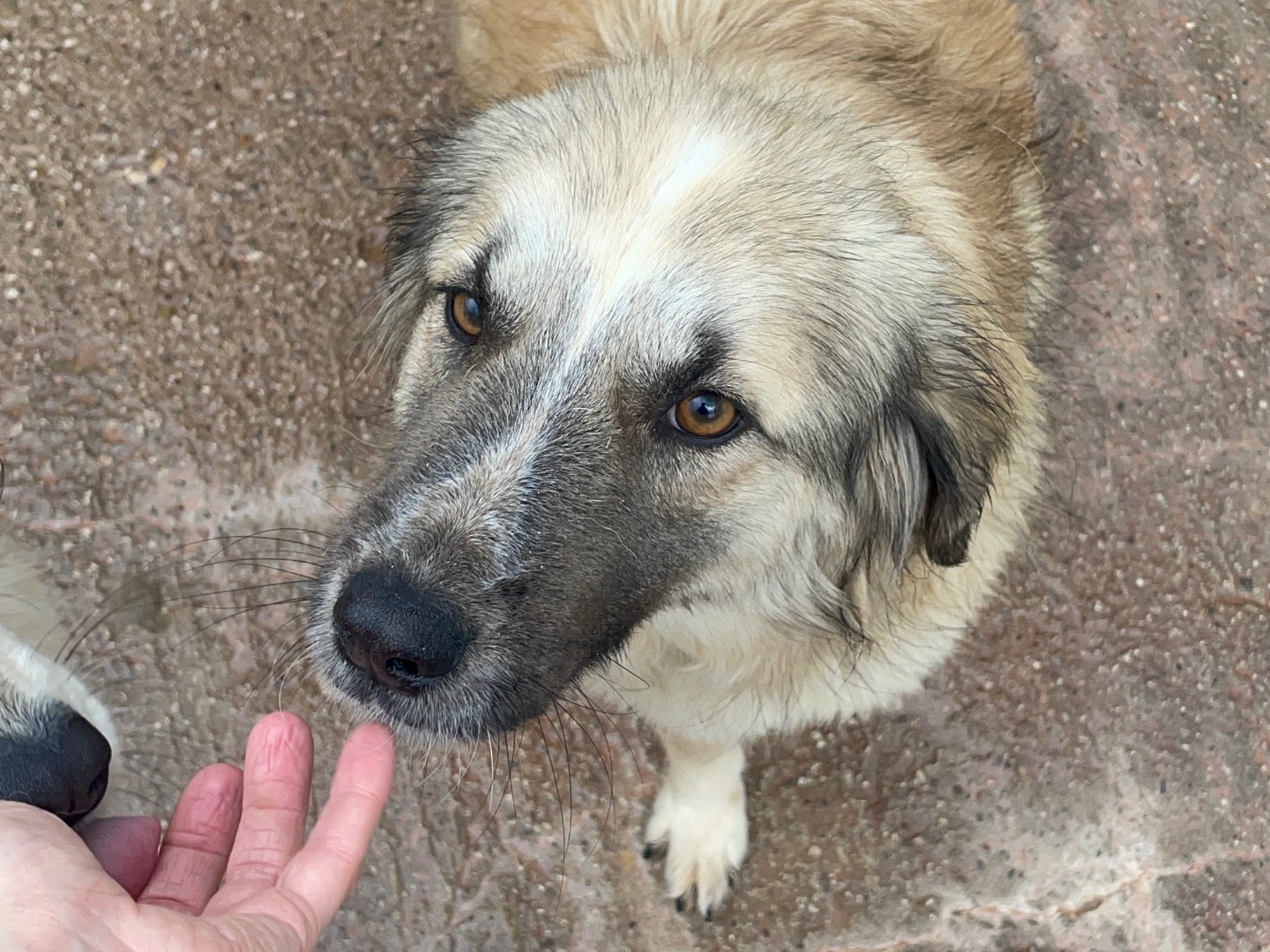 Adotta un cane, femmina, 2 anni e 2 mesi, Benevento