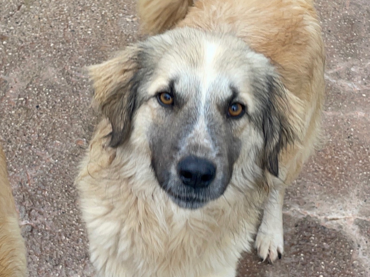 Adotta un cane, taglia media, femmina, Benevento