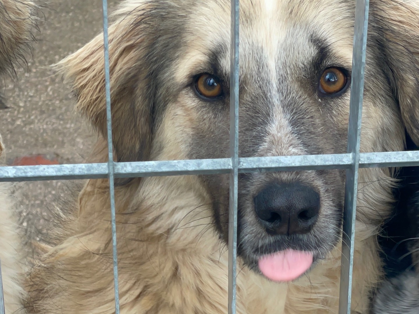 Vuoi adottare un cane a Benevento?