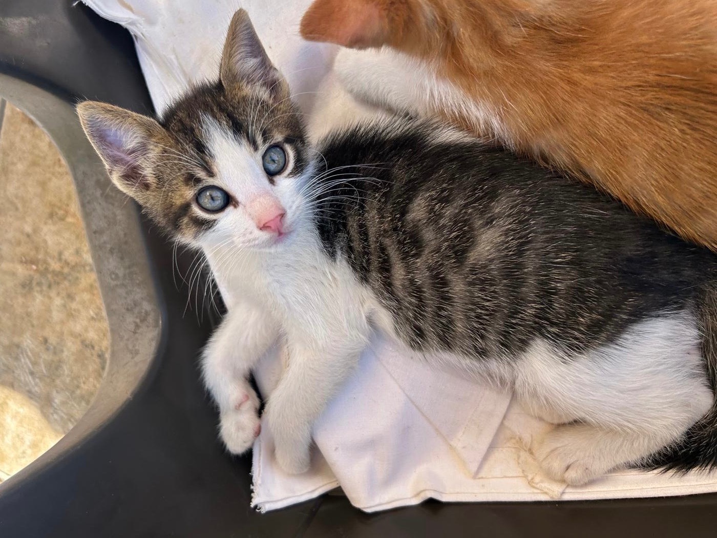 Adozione gatto, maschio, Razza sconosciuta Razza sconosciuta, 2 mesi, taglia non valida, Trapani