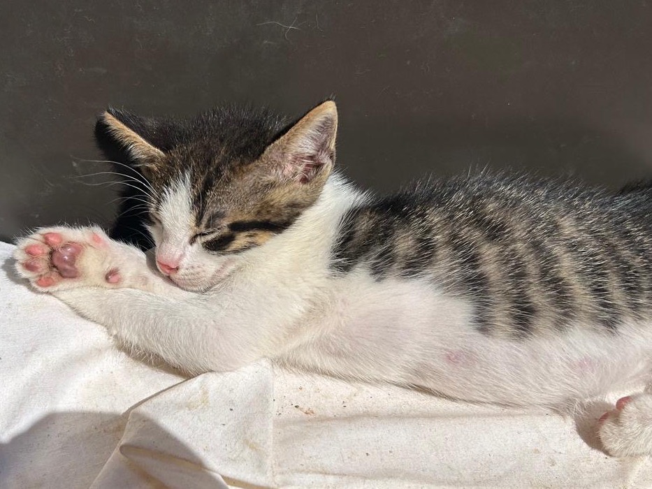 Adotta un gatto, maschio, 2 mesi, Trapani