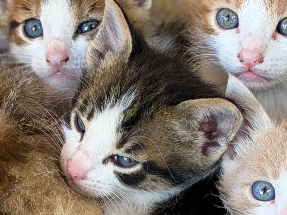 Adotta un gatto, taglia non valida, maschio, Trapani