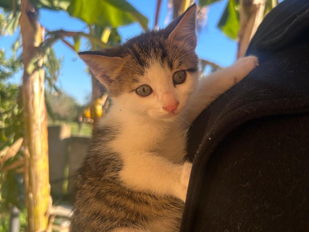 Adozione gatto, maschio, Razza sconosciuta Razza sconosciuta, 2 mesi, taglia non valida, Trapani