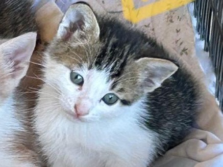 Adotta un gatto, taglia non valida, maschio, Trapani