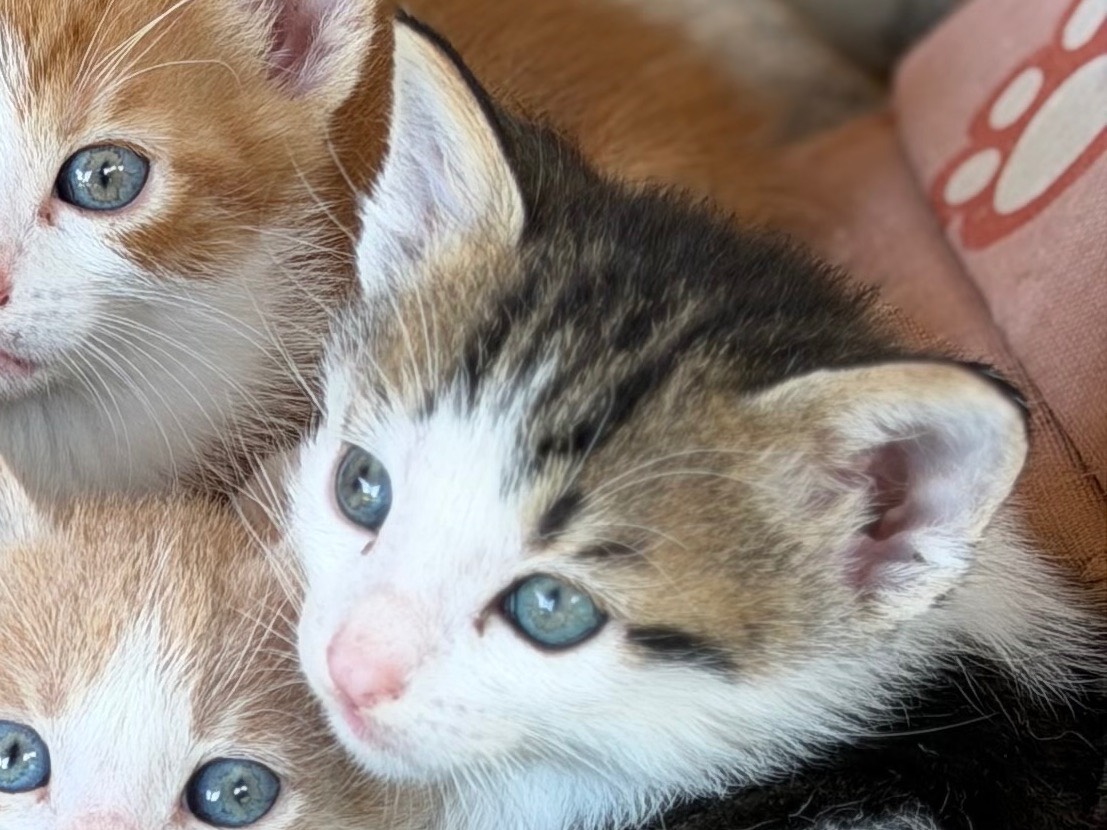 Vuoi adottare un gatto a Trapani?