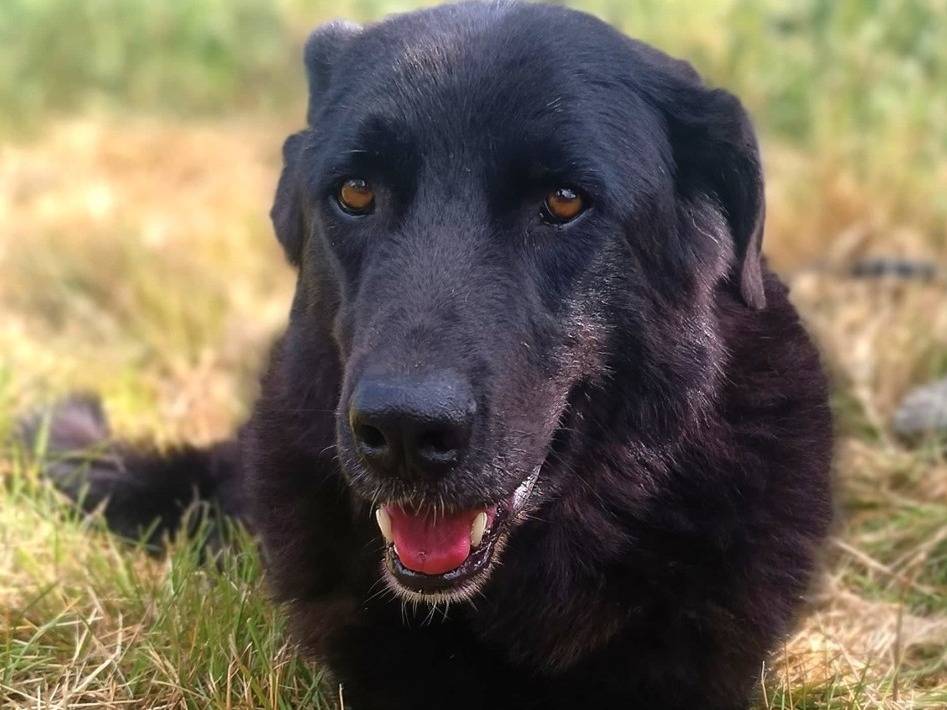 Adozione cane, maschio, Razza sconosciuta Razza sconosciuta, 7 anni e 2 mesi, taglia media, Pavia