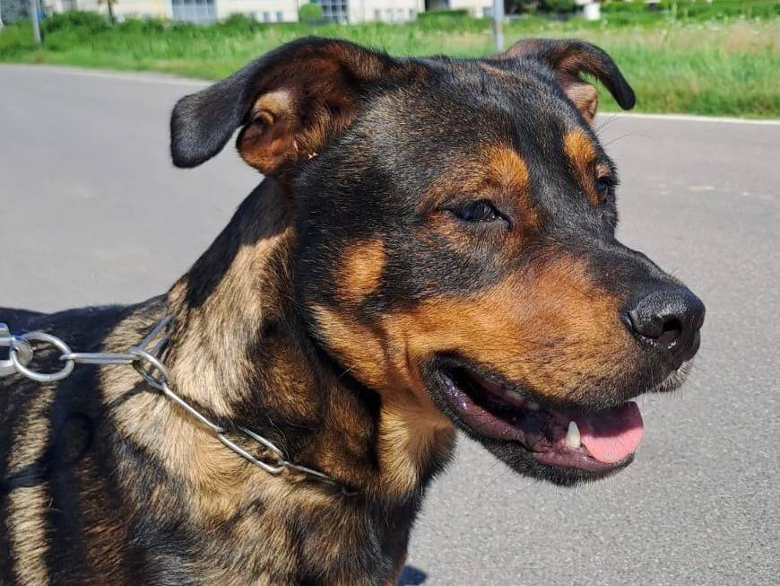 Adozione cane, maschio, Razza sconosciuta Razza sconosciuta, 3 anni, taglia media, Milano