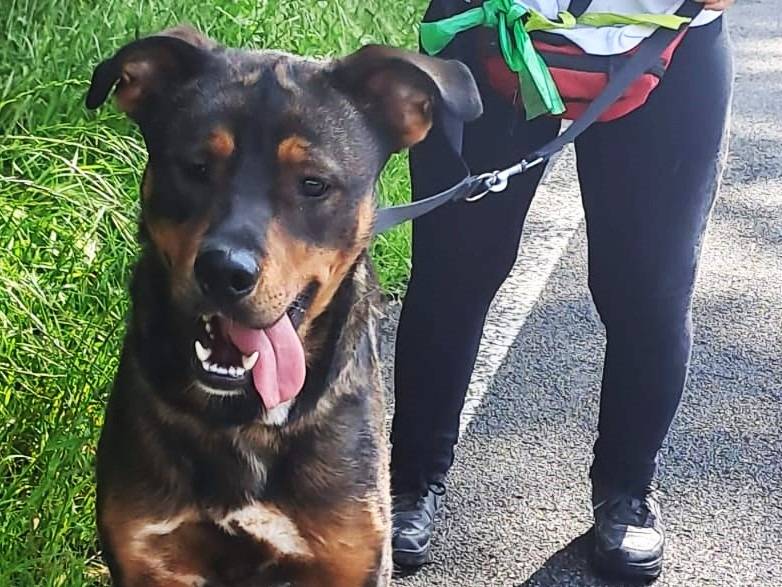 Adotta un cane, taglia media, maschio, Milano