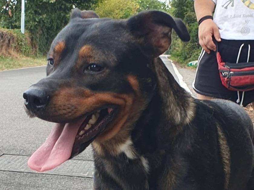 Vuoi adottare un cane a Milano?