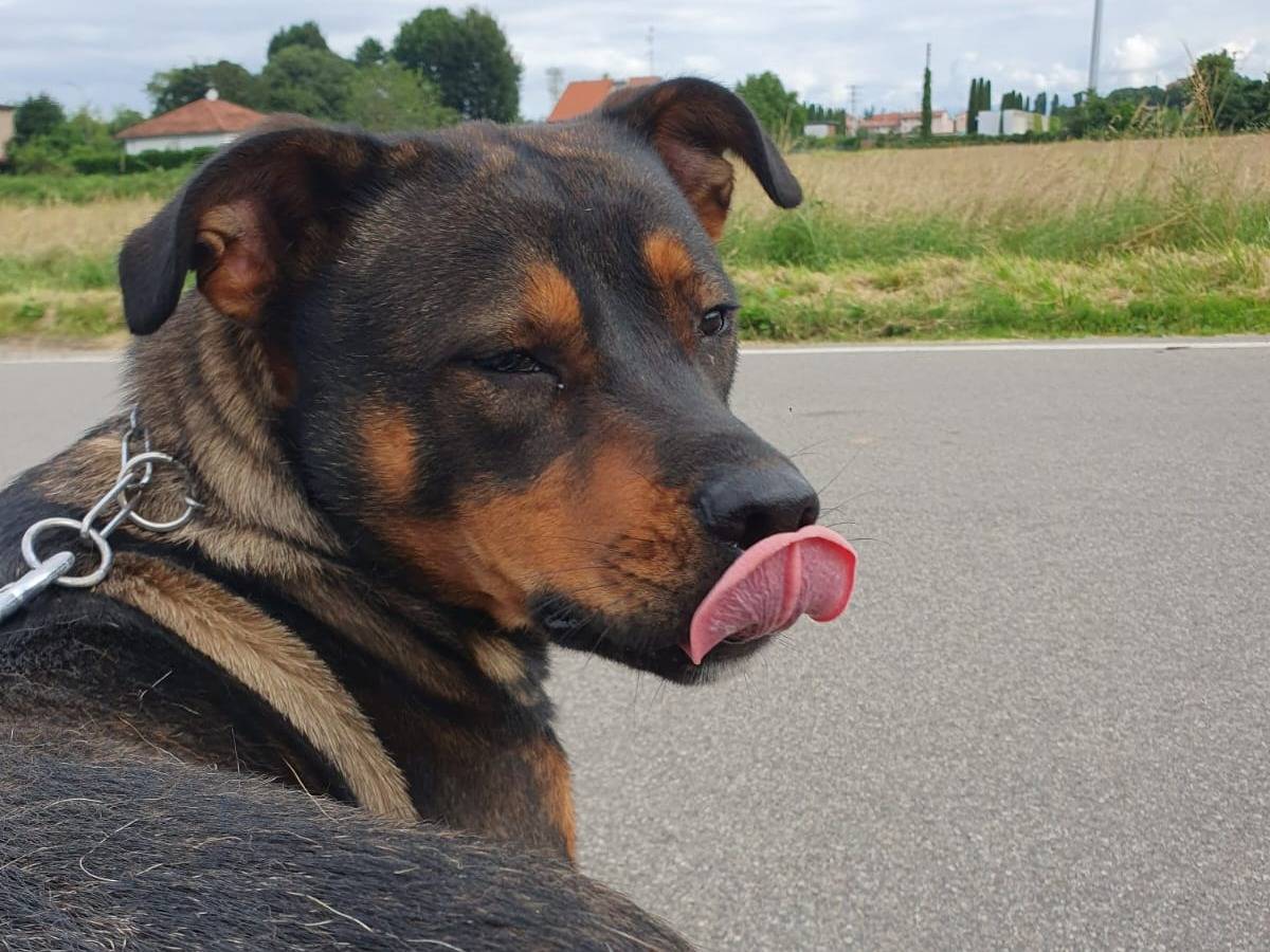 Adotta il cane Tiglio a Milano