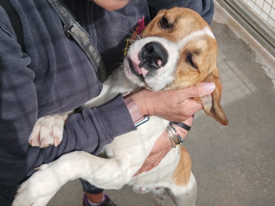 Adozione cane, maschio, Razza sconosciuta Razza sconosciuta, 1 anno e 3 mesi, taglia media, Latina