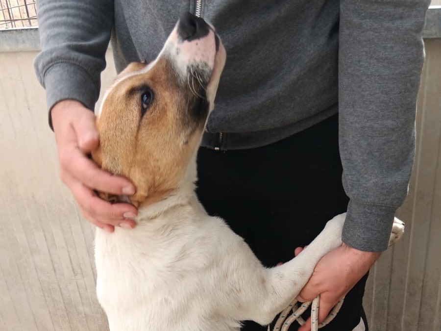 Adotta un cane, maschio, 1 anno e 3 mesi, Latina