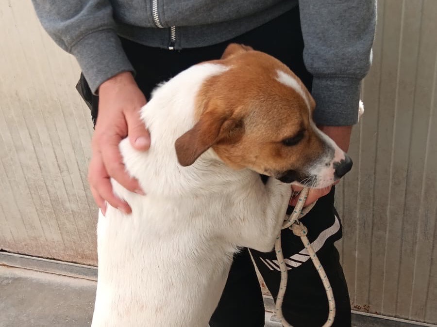 Adotta un cane, taglia media, maschio, Latina