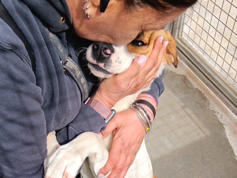 Vuoi adottare un cane a Latina?