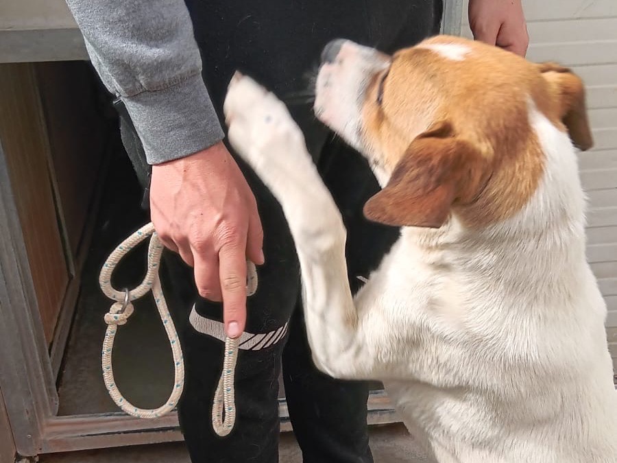 Adotta il cane Tobiaa  a Latina