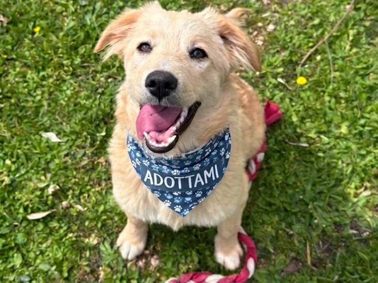 Adozione cane, femmina, Razza sconosciuta Razza sconosciuta, 8 mesi, taglia media, Bari